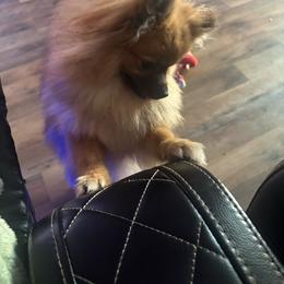 Skye - Orange sable female Pomeranian puppy in Hercules, California from Foxx Dior Poms