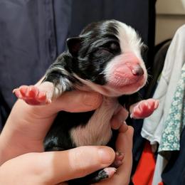Boy 1 - Black tri male Toy Australian Shepherd puppy in Shepherd, Texas from GAMALA Farm & Kennels