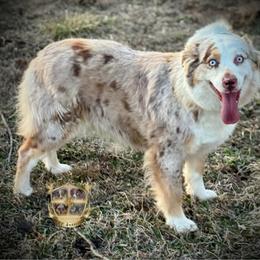 Timberline Mamma He's Crazy - Red merle female Australian Shepherd puppy in El Dorado Springs, Missouri from HP Aussie Kennels