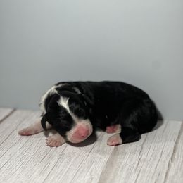 Bernedoodle Puppies from East Coast Bernedoodles