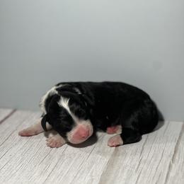 Bernedoodle Puppies from East Coast Bernedoodles