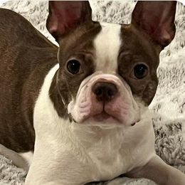 Josie - Seal and white female Boston Terrier puppy in Boston, Massachusetts from Boston Collections