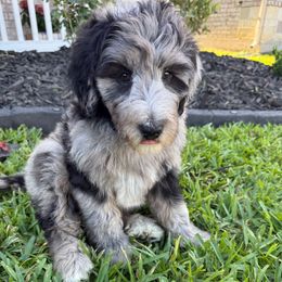 Misty - Merle female Bernedoodle puppy in Tomball, Texas from Ruthy's Bernedoodles