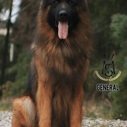 General - Black and red male German Shepherd puppy in Herriman, Utah from VMS Shepherds