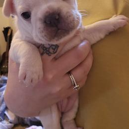 French Bulldog Puppies from Electric City Frenchies