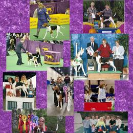 Treeing Walker Coonhound puppies from Stackem Up Kennel