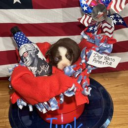 Miniature Australian Shepherd Puppies from Bee Positive Mini Aussies 🐝