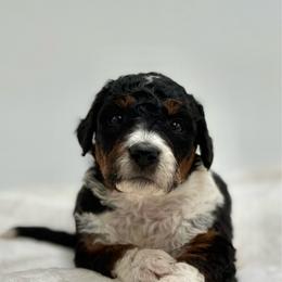 Apple Jack - Tri-color female Bernedoodle puppy in Clermont, Florida from Shadow Bernedoodles & Dog Training