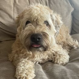 Dahlia - Soft Coated Wheaten Terrier