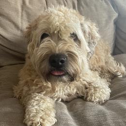 Dahlia - Soft Coated Wheaten Terrier
