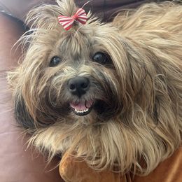 Ferrari - Lhasa Apso