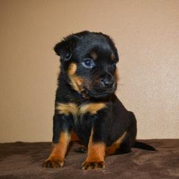 Girl 2 - Black and mahogany female Rottweiler puppy in Ethel, Washington from Titanenheim Rottweilers