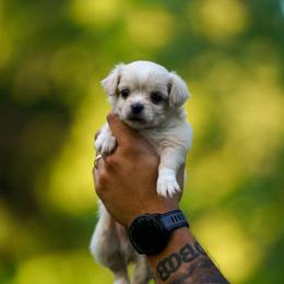 Lucas - Cream and white male Chihuahua puppy in Knowlton Township, New Jersey from Augenblick Kennels