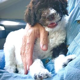 Goldendoodle and Poodle Puppies from Starlight Goldendoodles