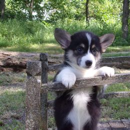 Cyra - Pembroke Welsh Corgi puppy in Unionville, Missouri from Roger That Corgi