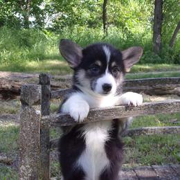 Cyra - Pembroke Welsh Corgi puppy in Unionville, Missouri from Roger That Corgi