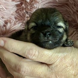 Girl 1 - Black and tan female Pomeranian puppy in Skipperville, Alabama from Nay Nay’s Babies
