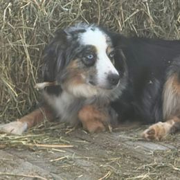 Ryleigh - Miniature Australian Shepherd