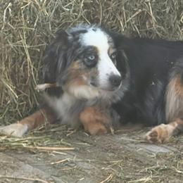 Ryleigh - Miniature Australian Shepherd