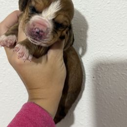 Stardust - Mahogany and white female Basset Hound puppy in Springfield, Missouri from Baylee’s Bassets