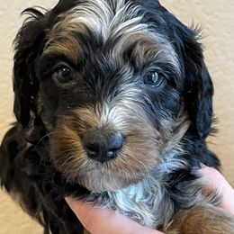 Ashlynn - Merle female Bernedoodle puppy in Caldwell, Idaho from Treasure Valley Poodles