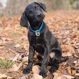 Labrador Retrievers from Outlaw Ridge Kennels