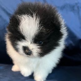 Bandit - Black parti male Pomeranian puppy in Woodsfield, Ohio from Country Lane Kennels