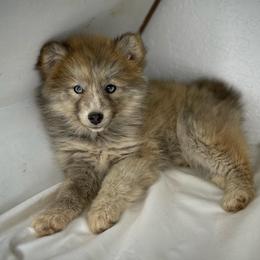 Pomskies from Cali Pomskies