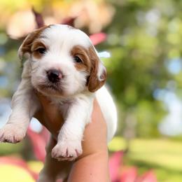 Boone - Parti male Goldendoodle puppy in Southeast Arcadia, Florida from Desoto Doodles
