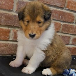 Nala - Sable female Collie puppy in Temple, Pennsylvania from Rimma's Collies
