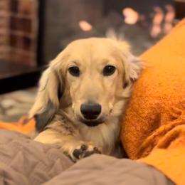 Strom Ranch Rolly at Red Prairie - Cream male Dachshund puppy in Lexington, Oklahoma from Strom Ranch