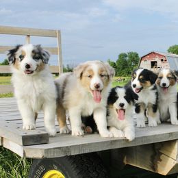 Australian Shepherd Puppies from Real McCoy Australian Shepherds