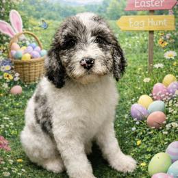Goldendoodle Puppies from Serenity Goldendoodles