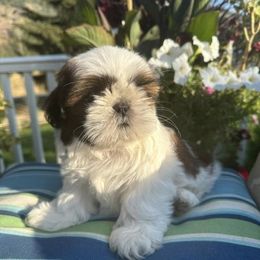 Shih Tzus from Rivers Edge Shih Tzu’s