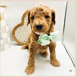 Ace - Red  male Goldendoodle puppy in Hilton, New York from The House of Goldendoodle