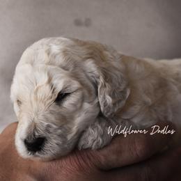 Goldendoodle Puppies from Wildflower Doodles