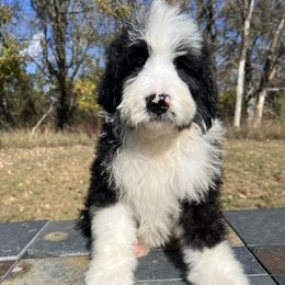 Seattle - Black and white male Bernedoodle puppy in Sioux Falls, South Dakota from WhiskeyCreek Doodles