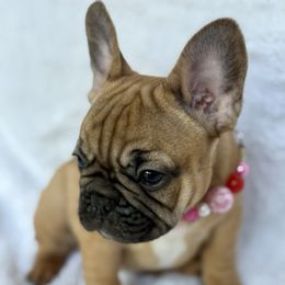 Belle - Fawn female French Bulldog puppy in Kalispell, Montana from Grace & Grit Frenchies