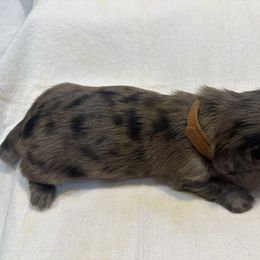 Brown-Binks - Dapple male Dachshund puppy in Greenfield, Indiana from Thompson's Prairie Pride