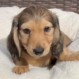 Shaded Cream -- Boy - Cream male Dachshund puppy in Kalama, Washington from Dazzling Doxies