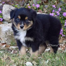 Diana - Black tri female Miniature Australian Shepherd puppy in Evant, Texas from Lazy VT Bar Ranch