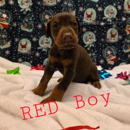 Red - Red and rust male Doberman Pinscher puppy in Knox, Indiana from Double River Dobermans