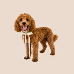 River - Goldendoodle