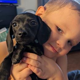 Dachshund Puppies from Goldie Girls Ranch Dachshunds