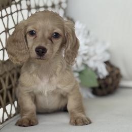Holden - Cream male Dachshund puppy in Bentonville, Arkansas from Boujee Buns Dachshunds
