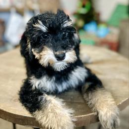 Lupin - male Golden Mountain Doodle puppy in Twin Falls, Idaho from Burrow & Bone