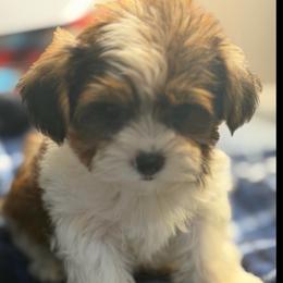 Curry - Black & tan tri-color male Morkie puppy in Florence, Kentucky from 4paws4ever by Design