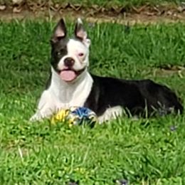 Spade - Boston Terrier