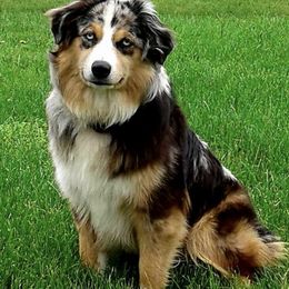 Miniature American Shepherds from Goodheart's Aussies