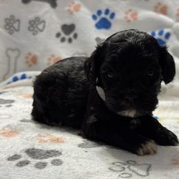 Gray - Black female Cockapoo puppy in Lancaster, Kentucky from Dream Paws Puppies, LLC